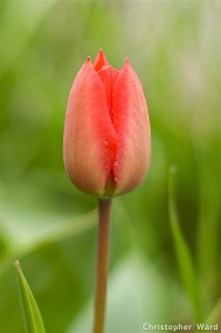 Tulip in the Rain