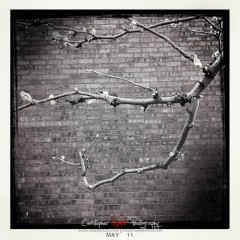 Tree-on-Brick.jpg
