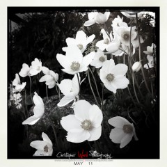 Spring-Blooms.jpg