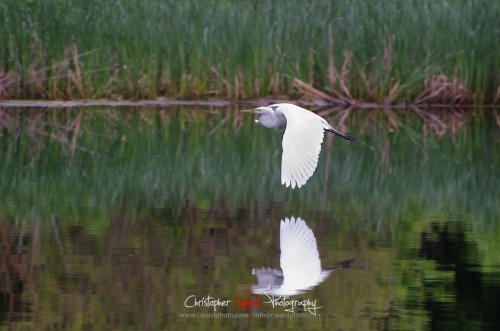 Wood Lake Egret